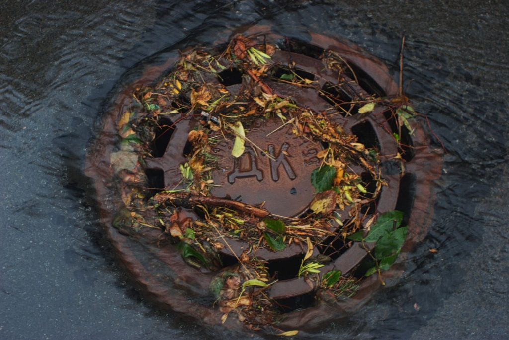 A drain grate clogged with wet leaves and debris during rainfall.